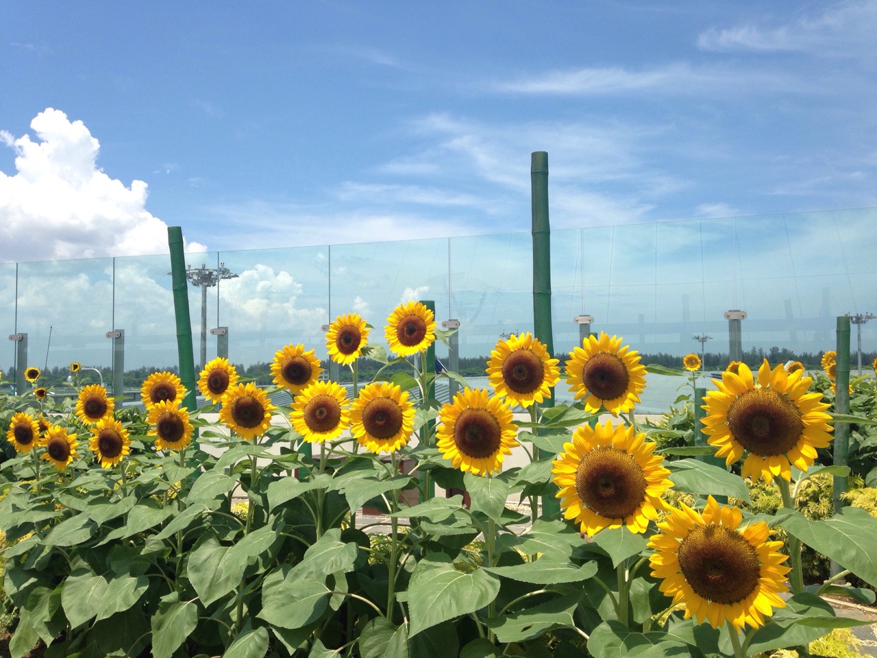 Picture of a bed of sunflowers at Changi Airport
